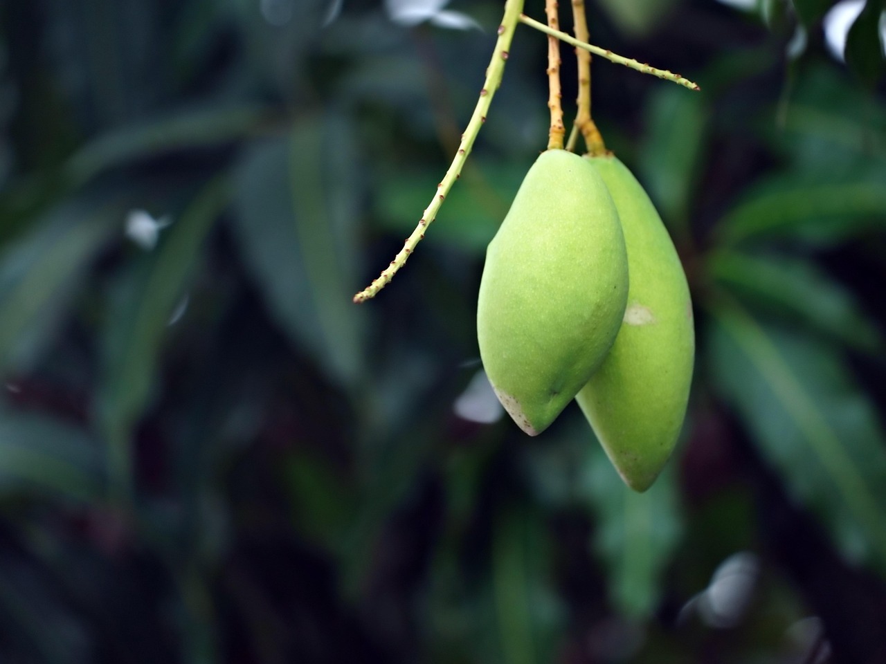 Mango