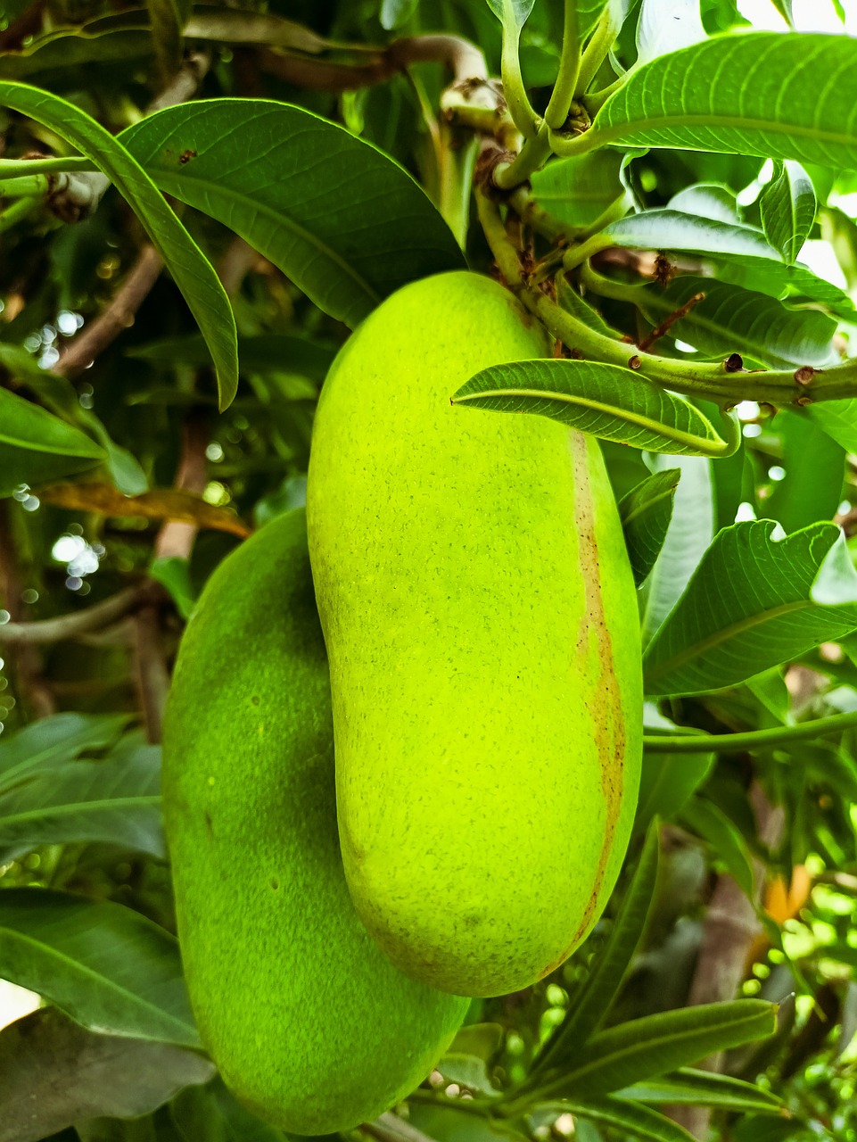 Mango