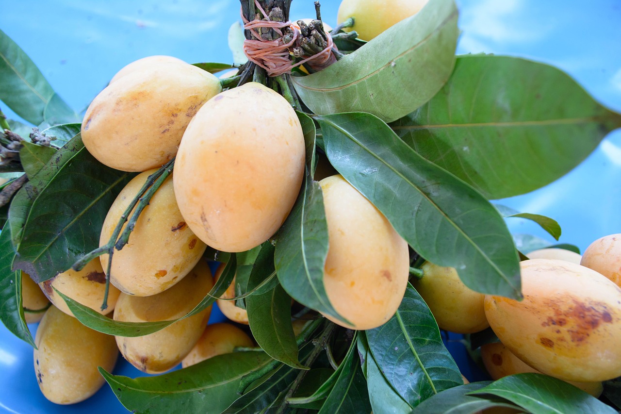 Mango