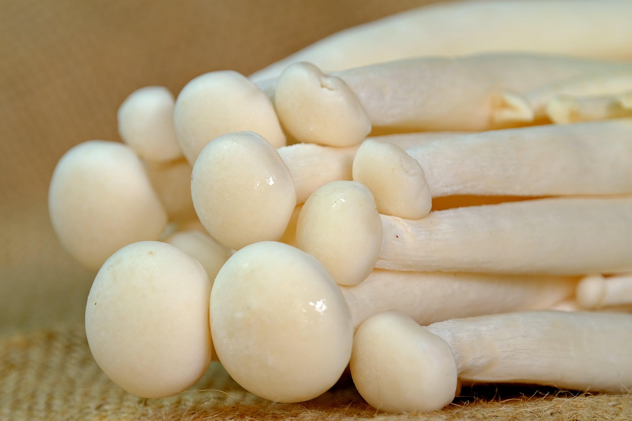 Mushroom
