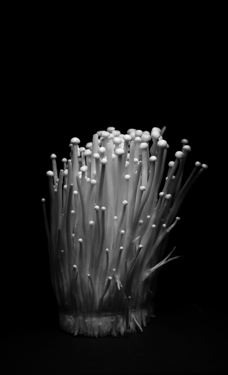 Mushroom