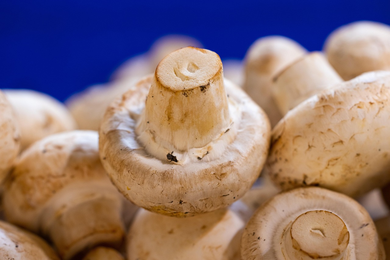 Mushroom