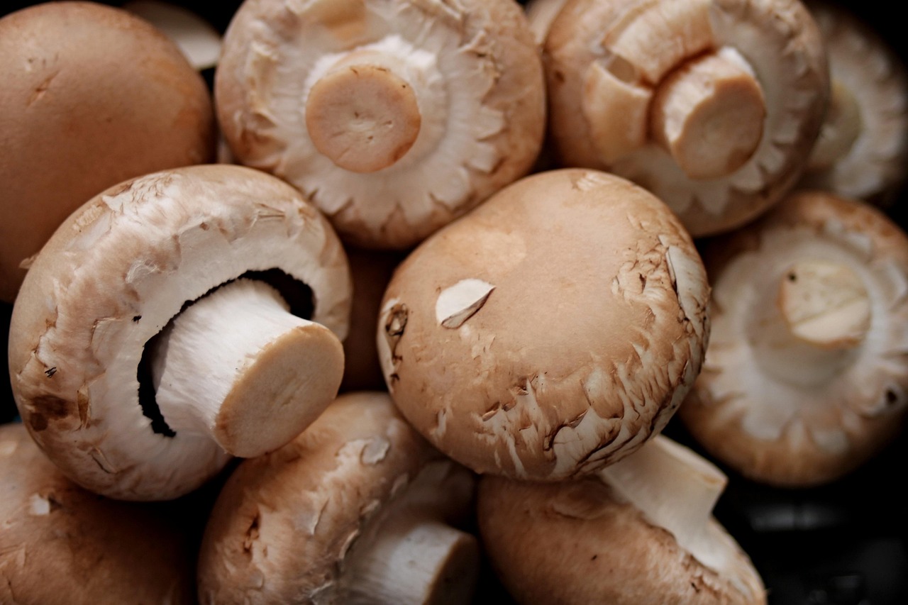 Mushroom