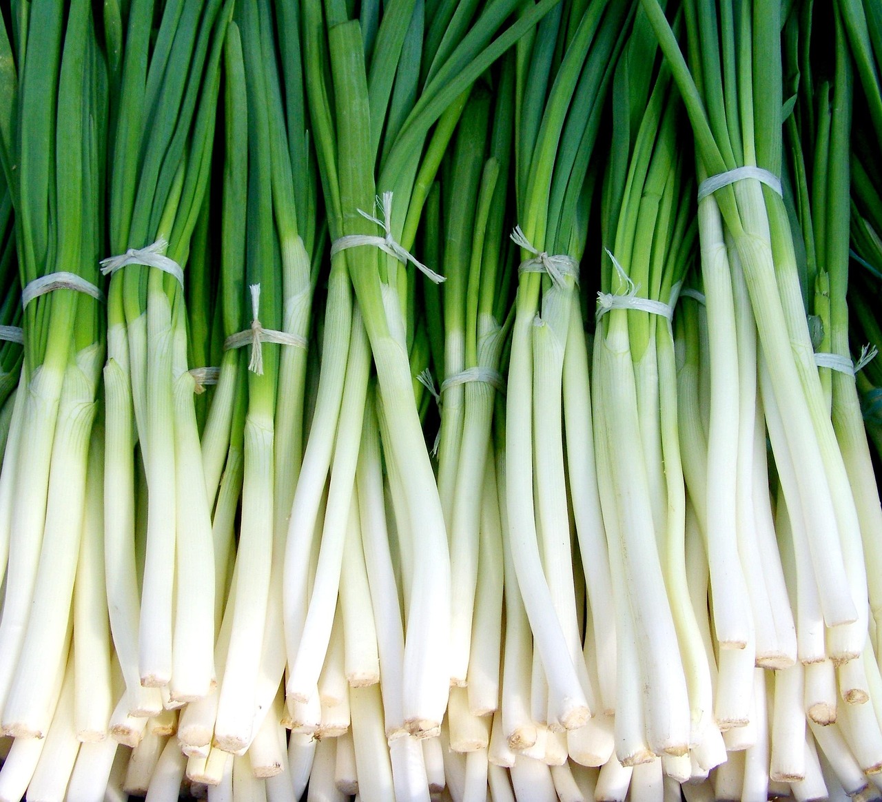 Onion