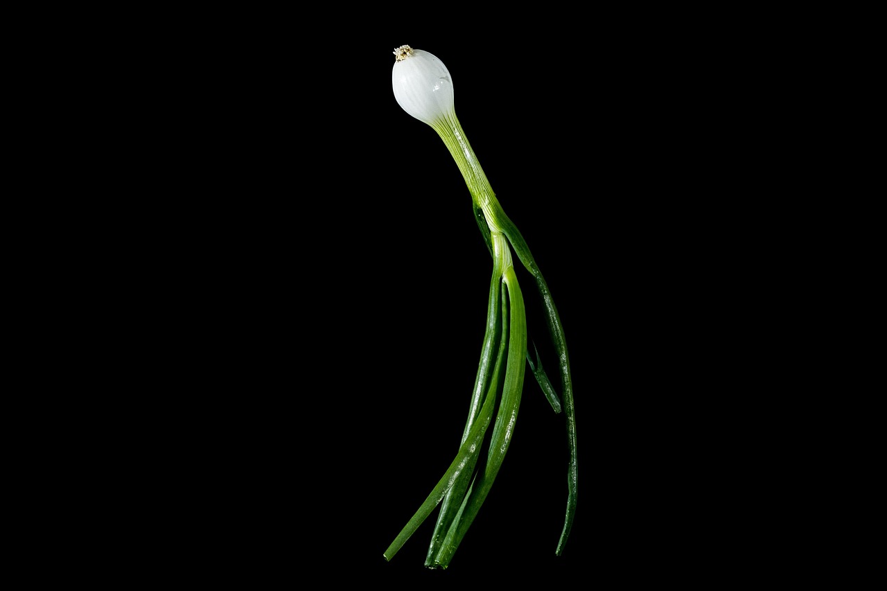 Onion