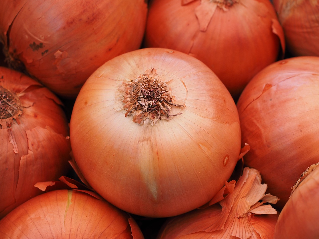 Onion
