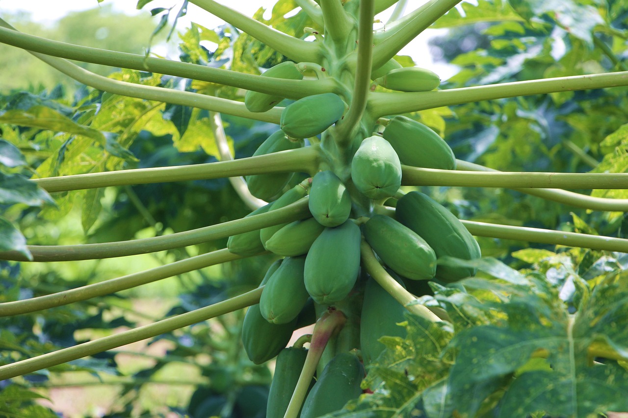 Papaya