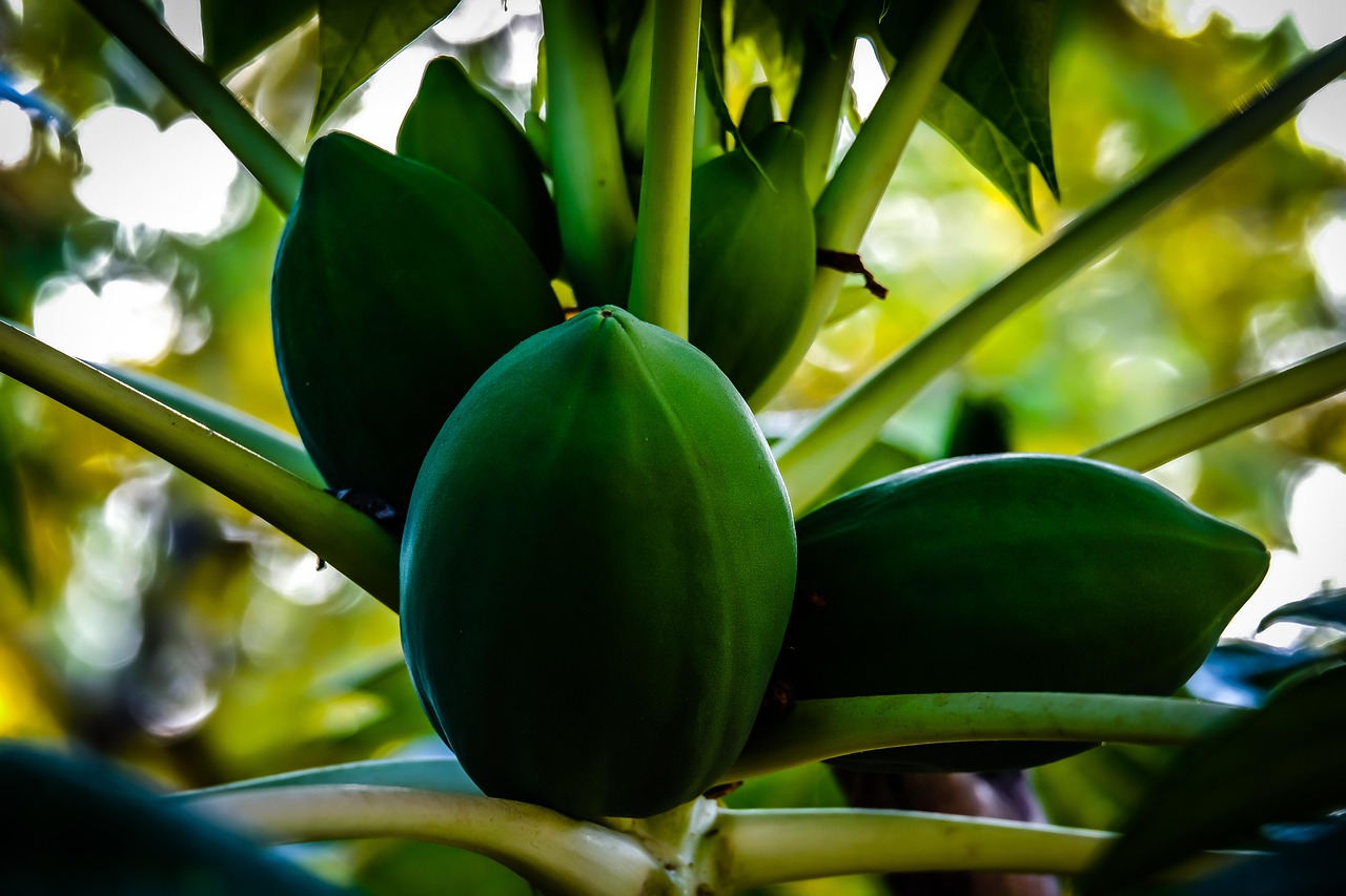 Papaya