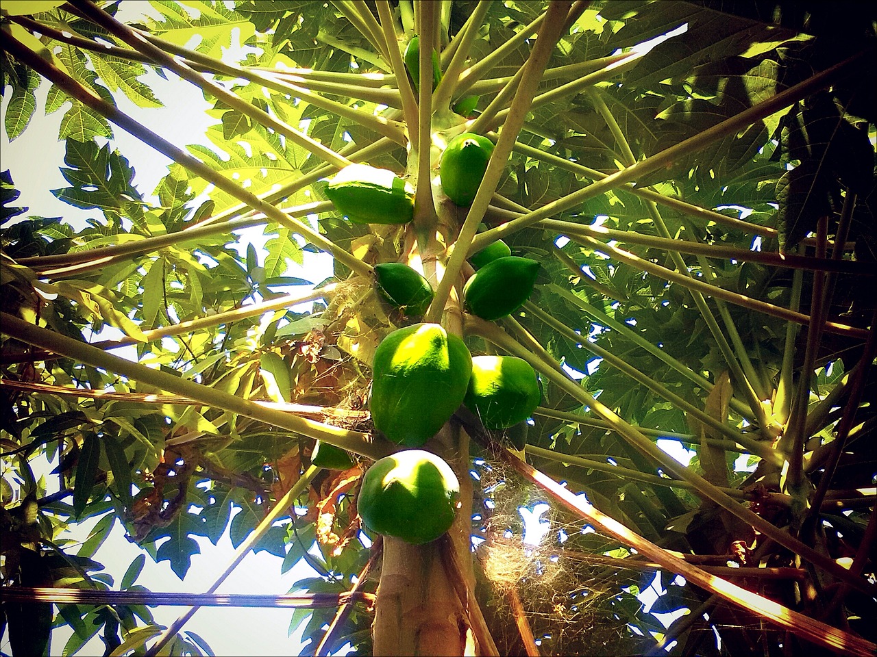 Papaya