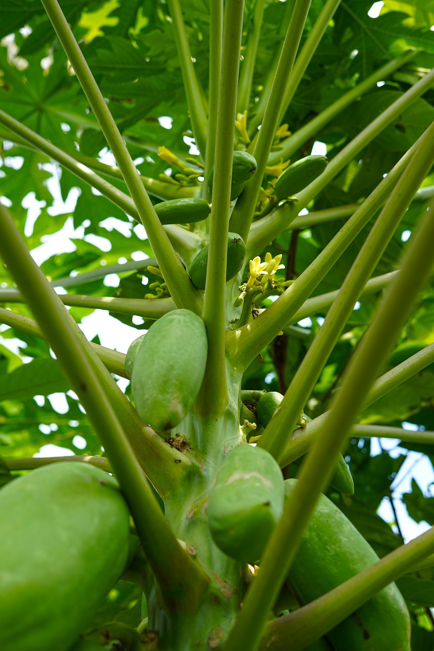 Papaya