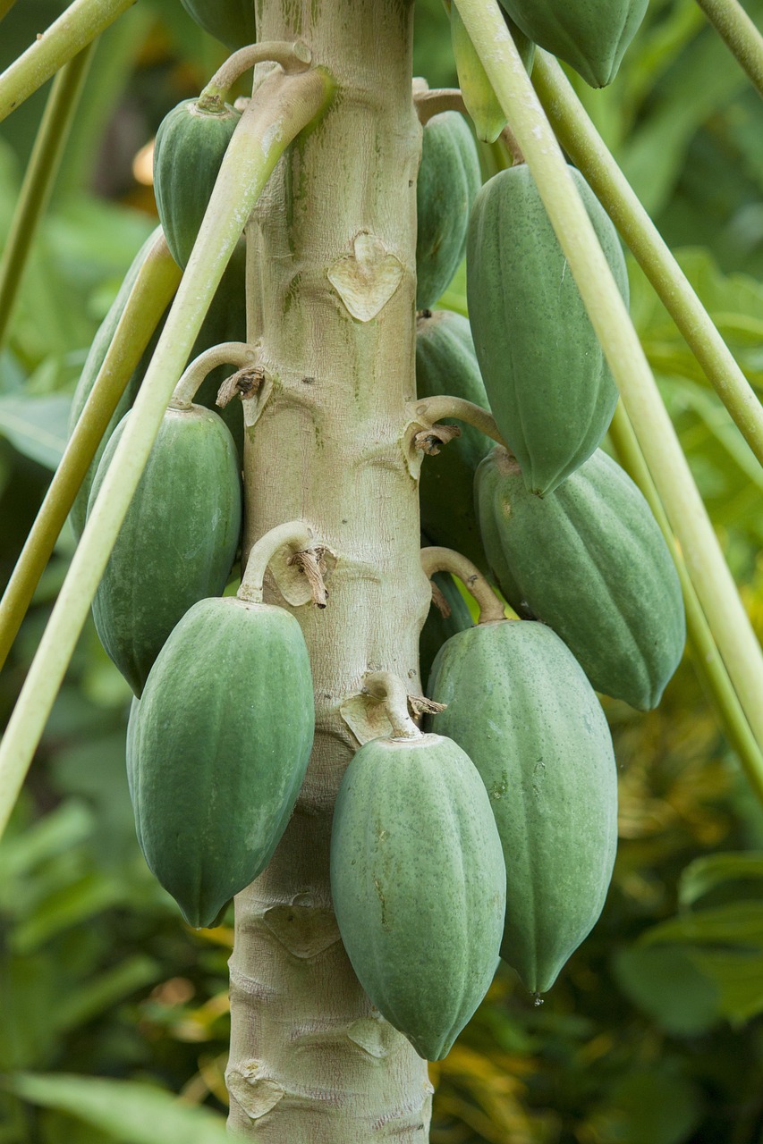 Papaya