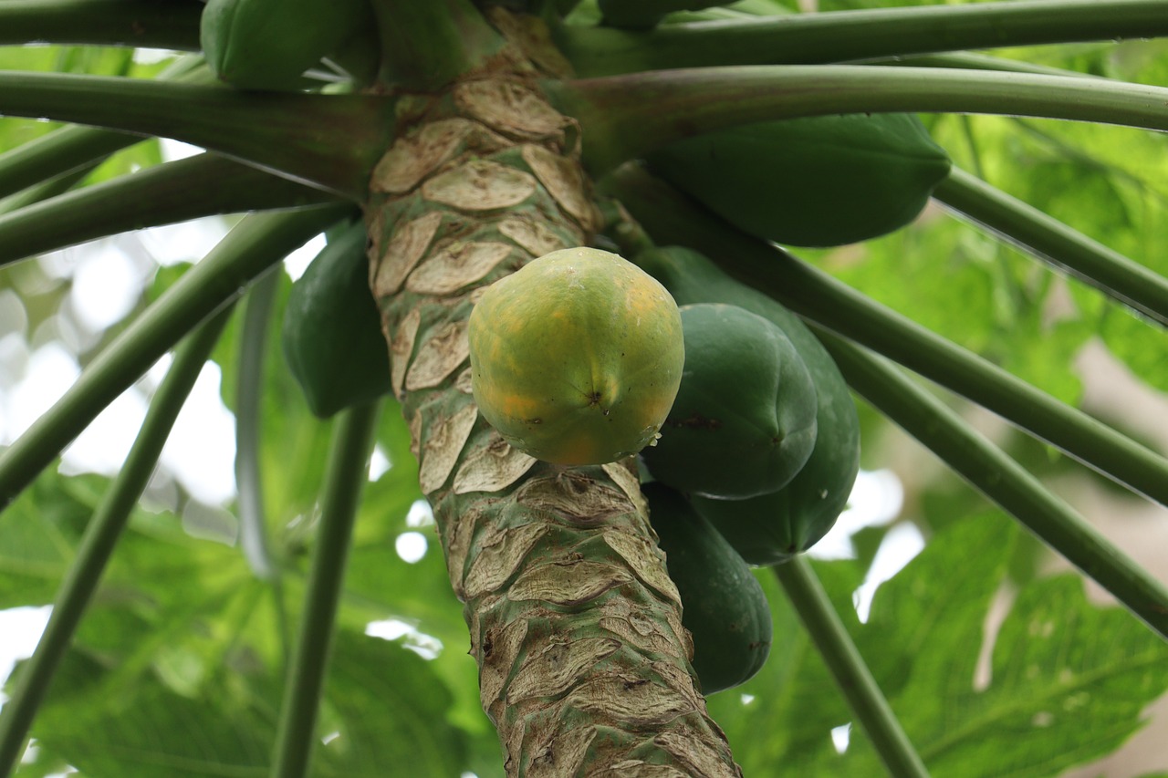 Papaya
