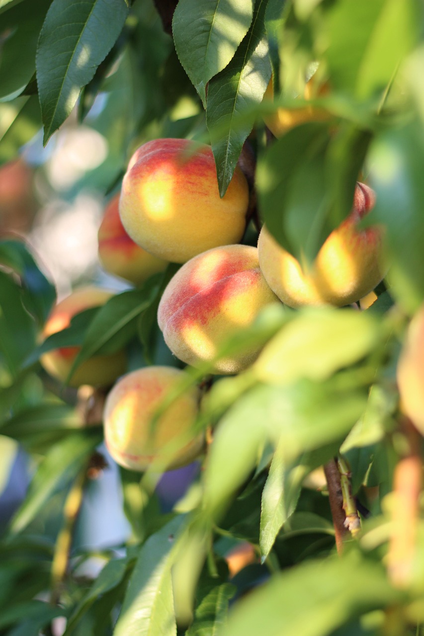 Peach