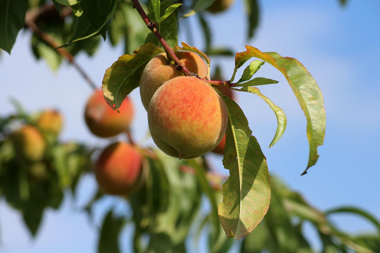 Peach