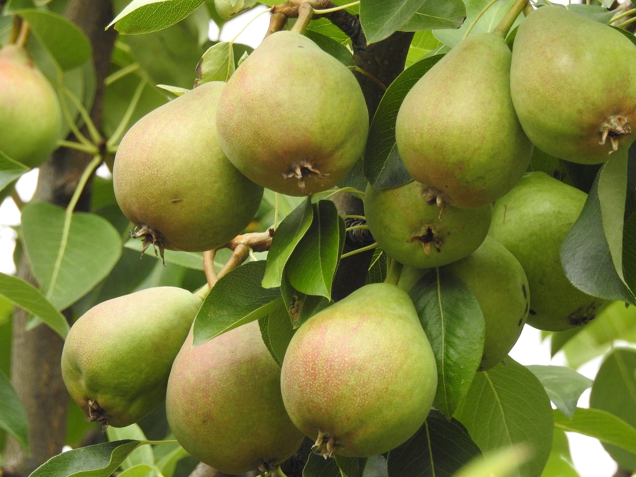 Pear