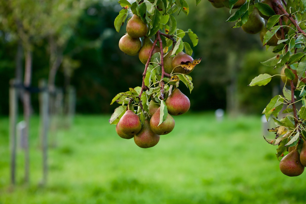 Pear