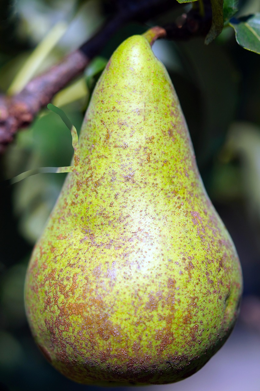 Pear