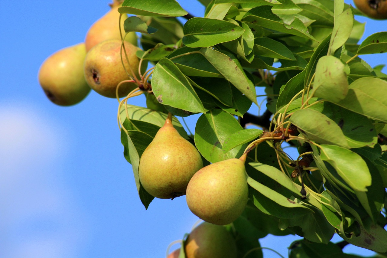 Pear