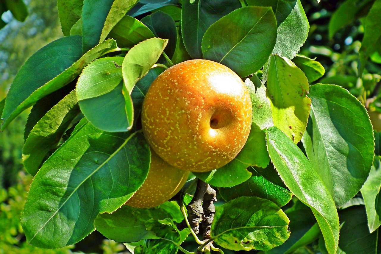Pear