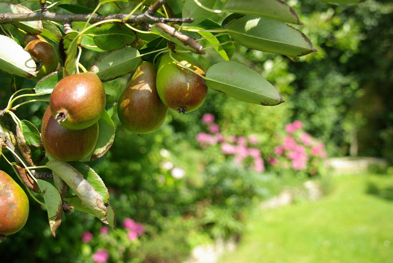 Pear