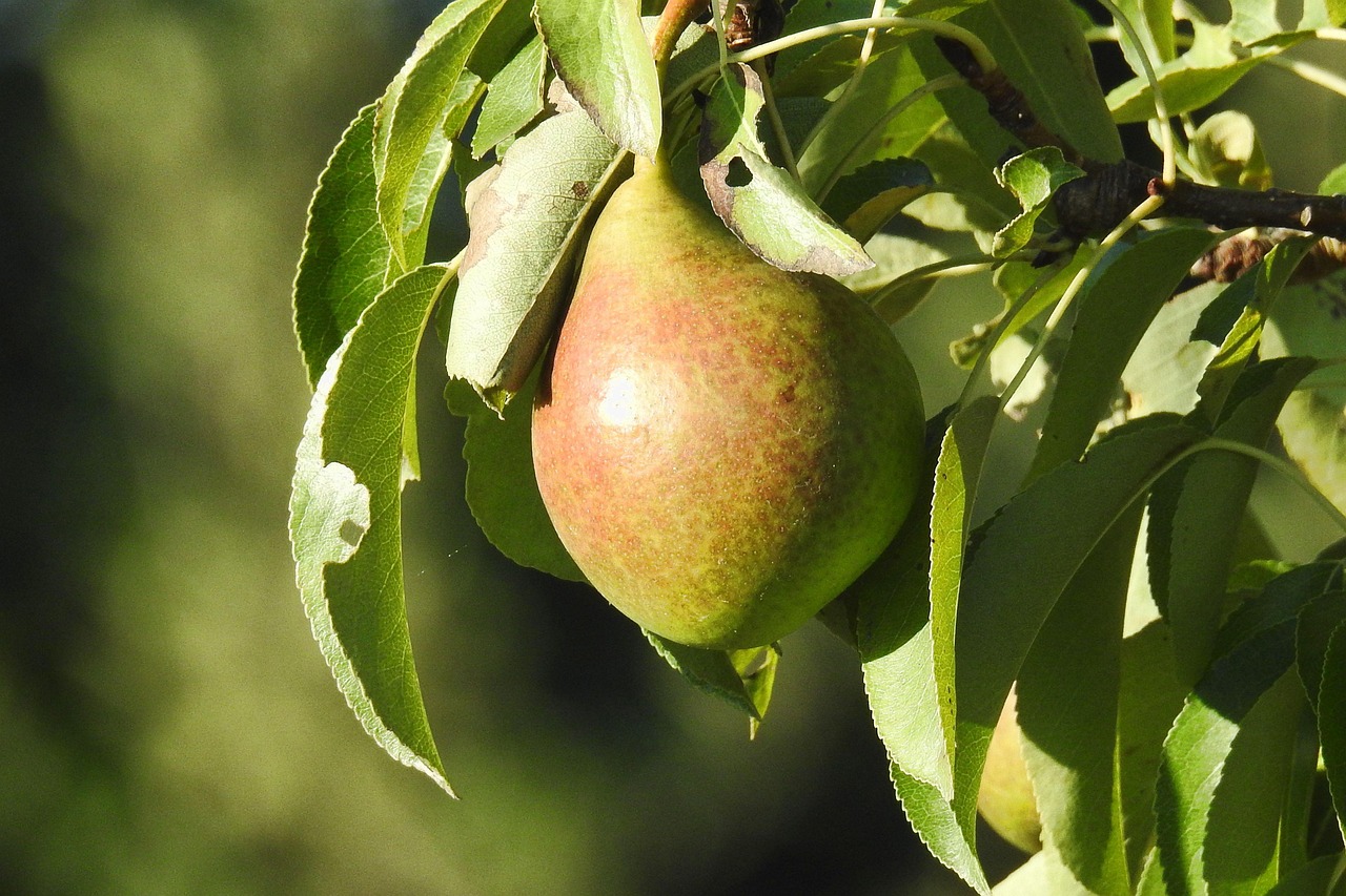 Pear