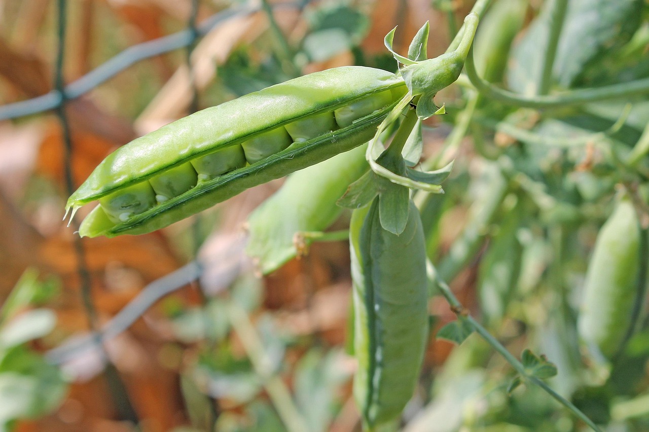 Peas