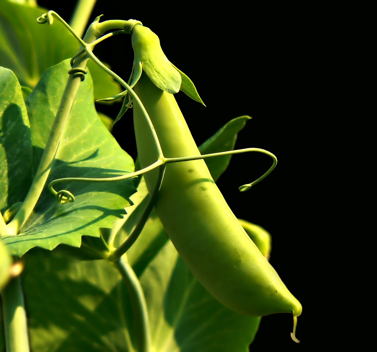Peas