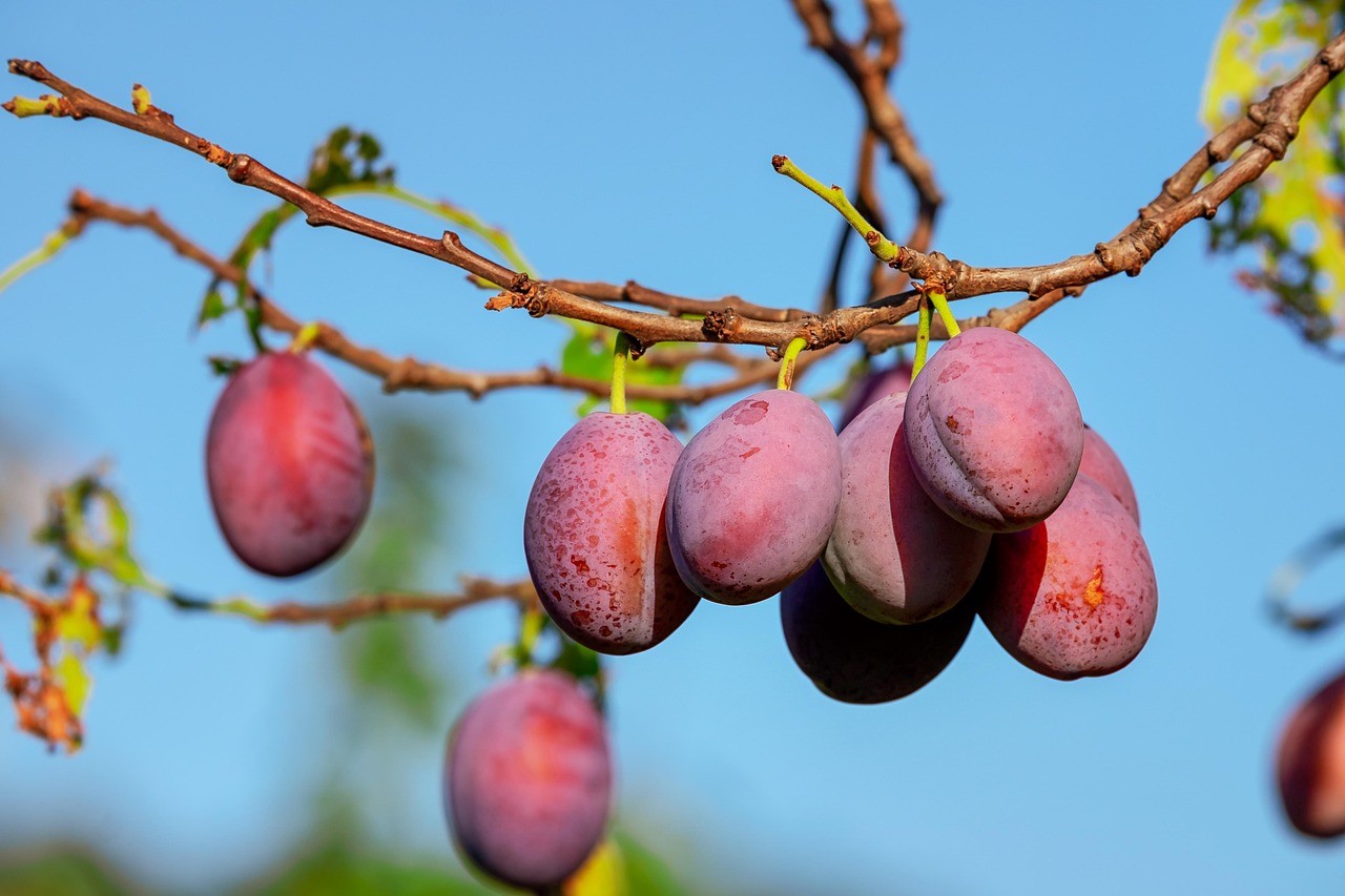 Plum