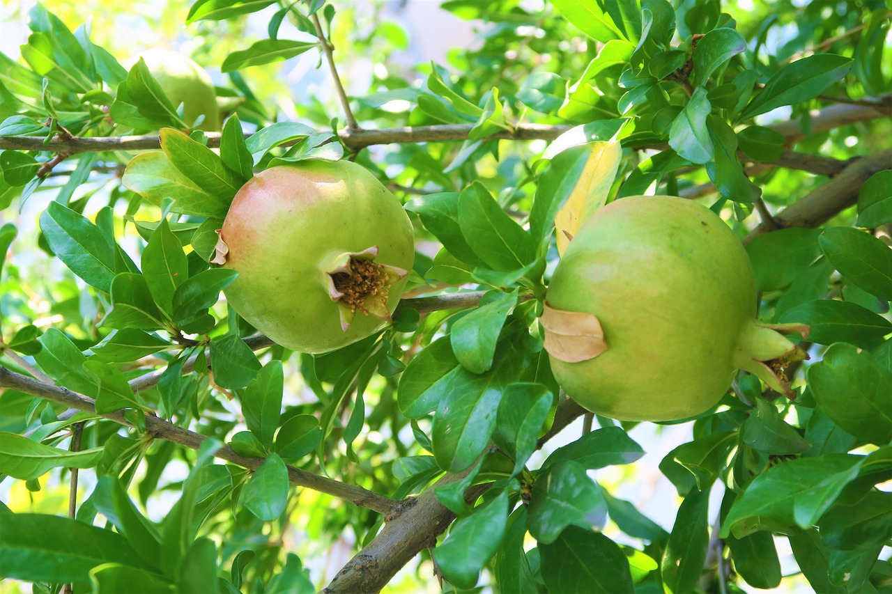 Pomegranate