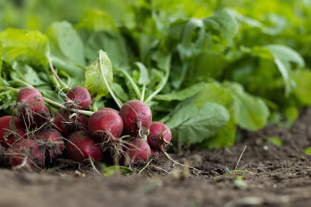 Radish