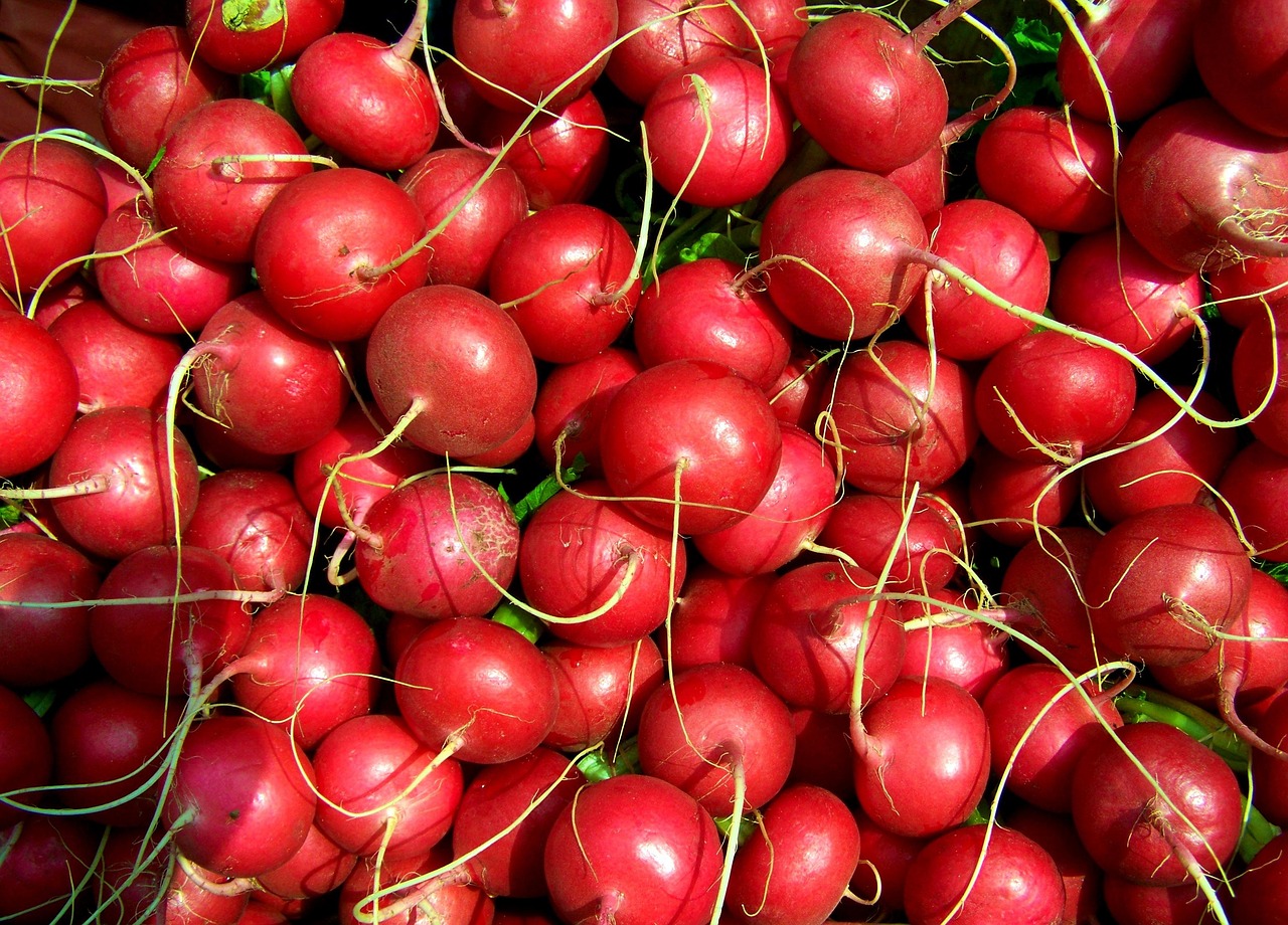 Radish