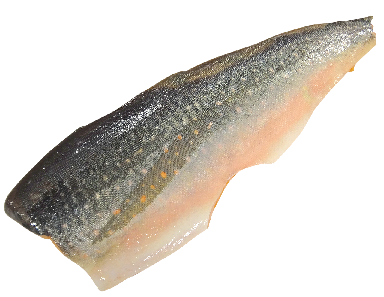Salmon