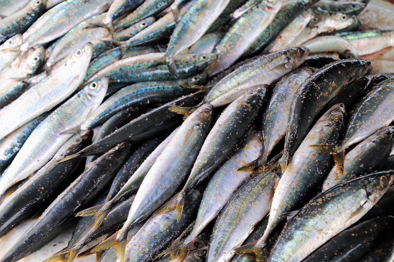 Sardine