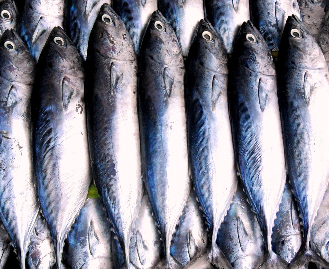 Sardine