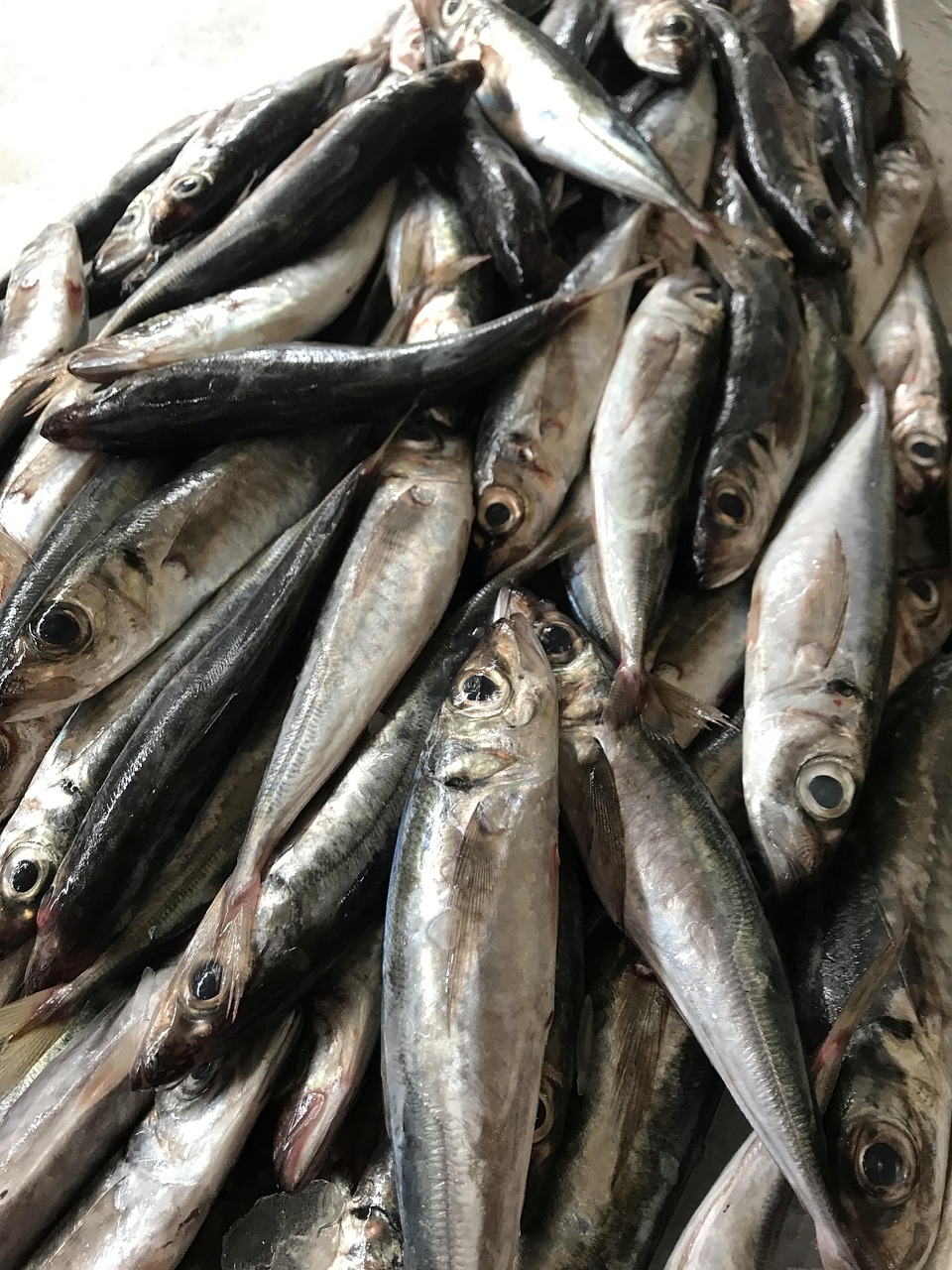 Sardine