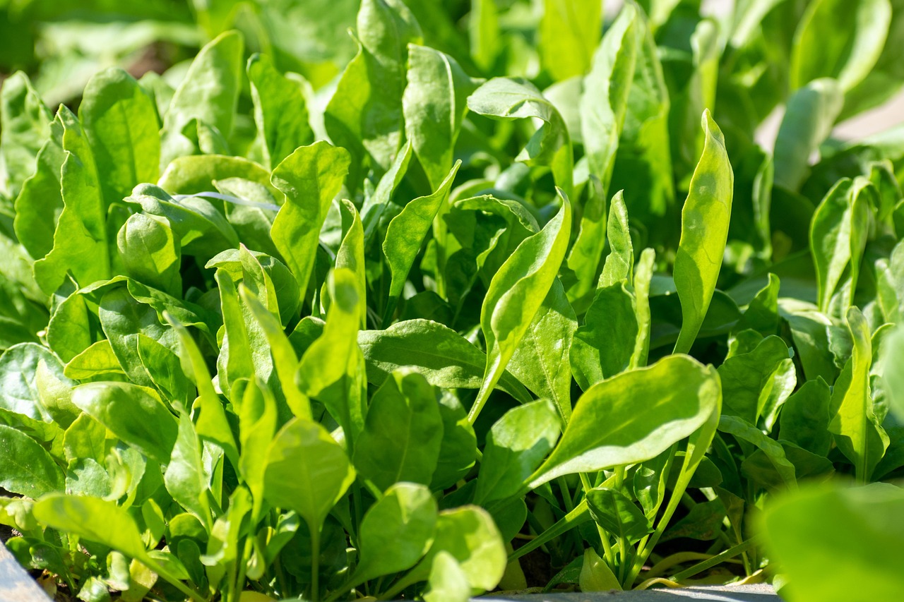 Spinach