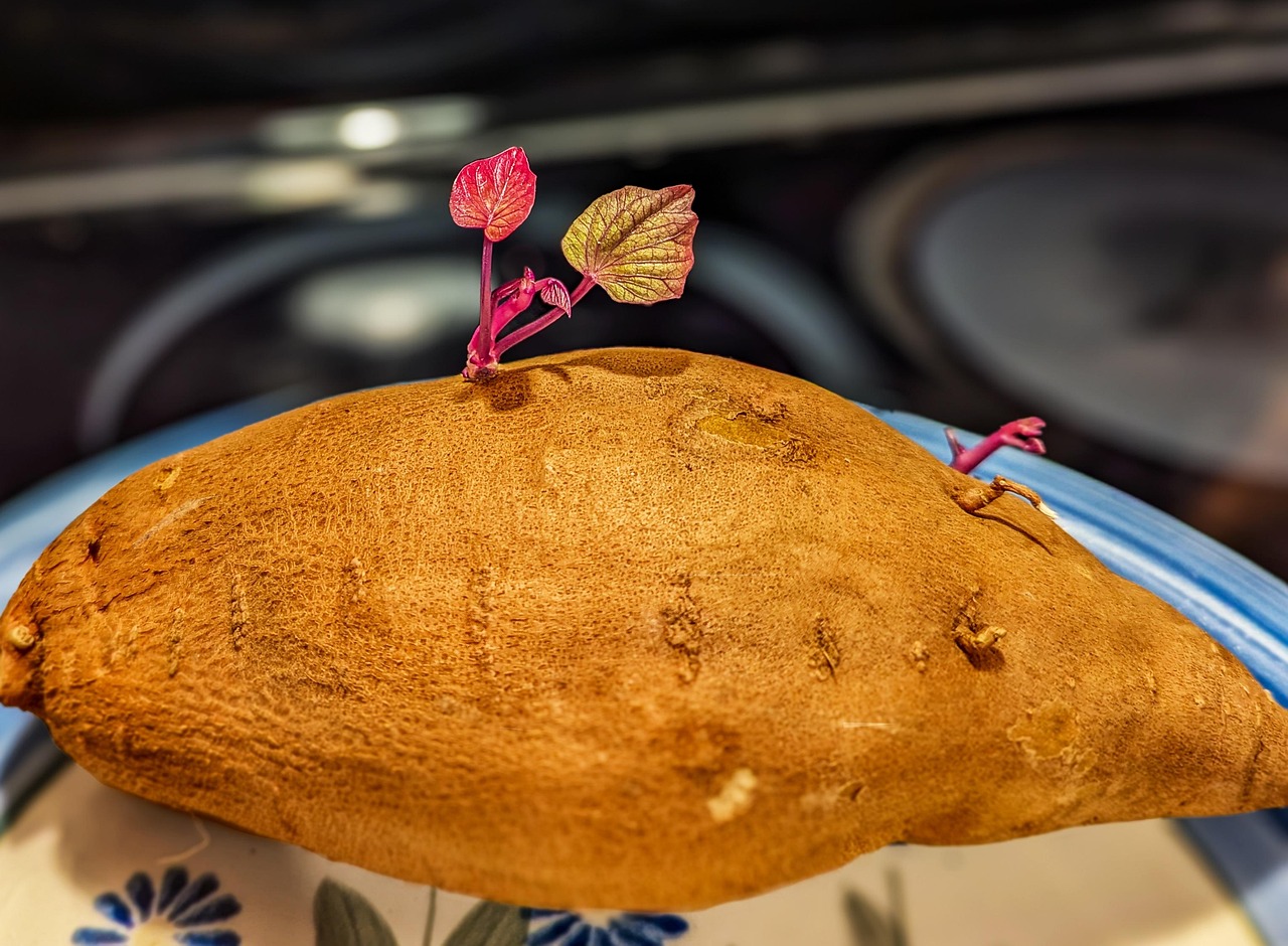 Sweet Potato