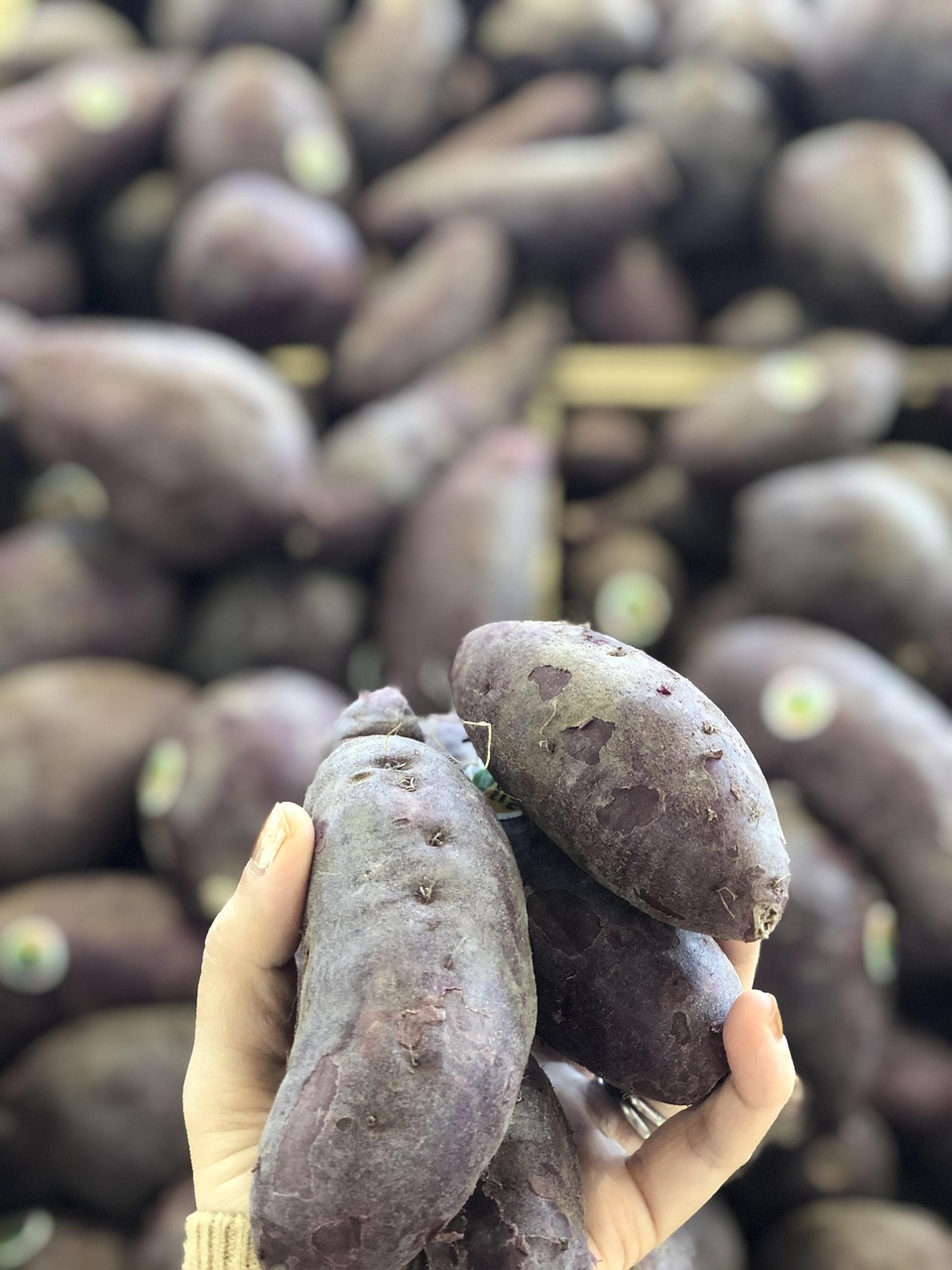 Sweet Potato