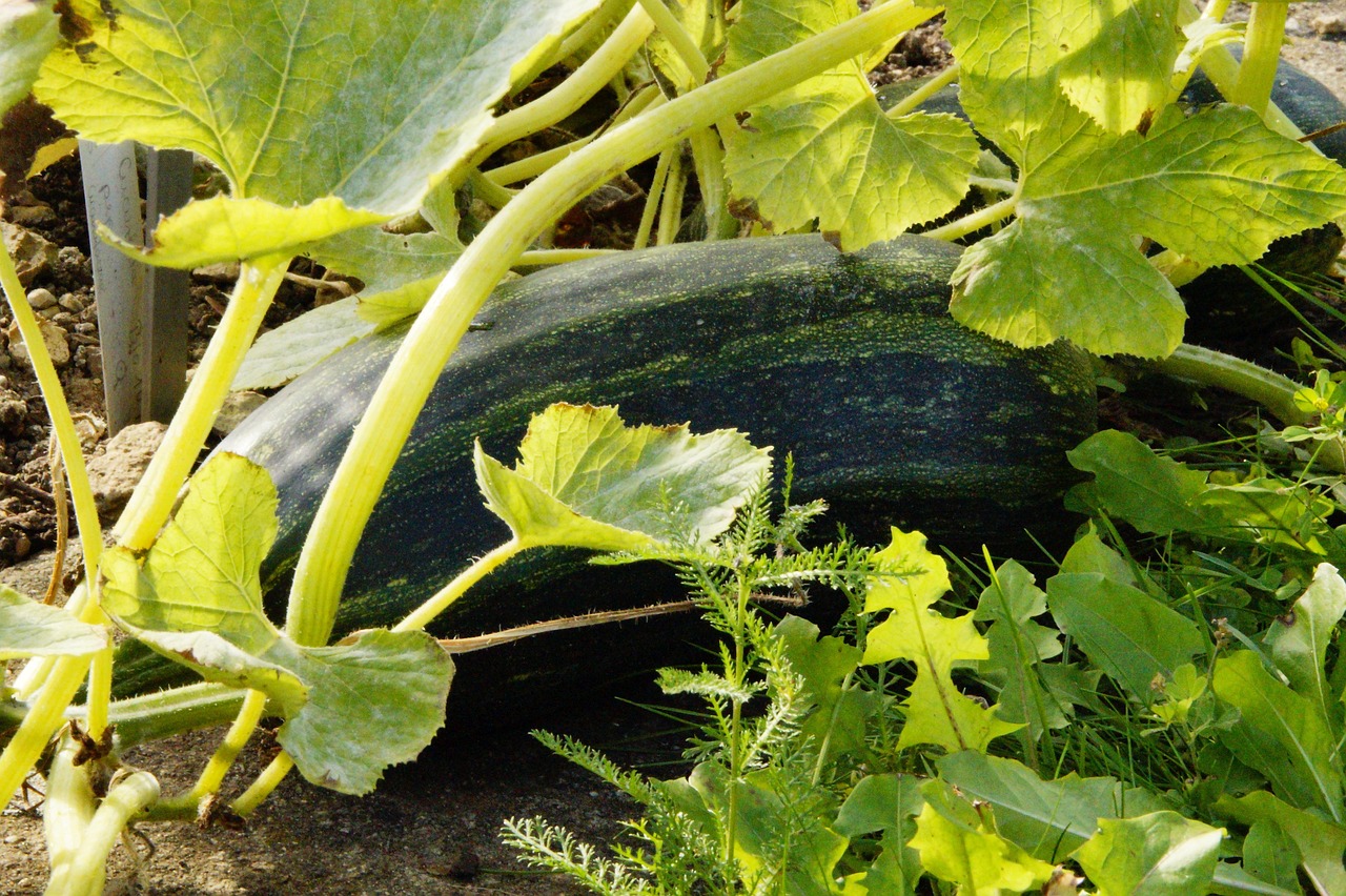 Zucchini