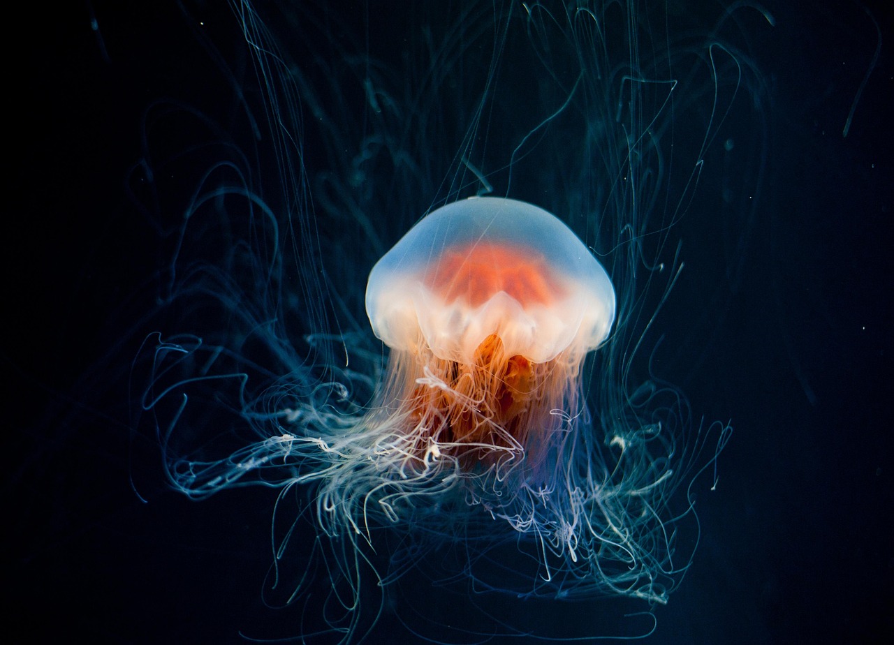 Mystic Aquarium