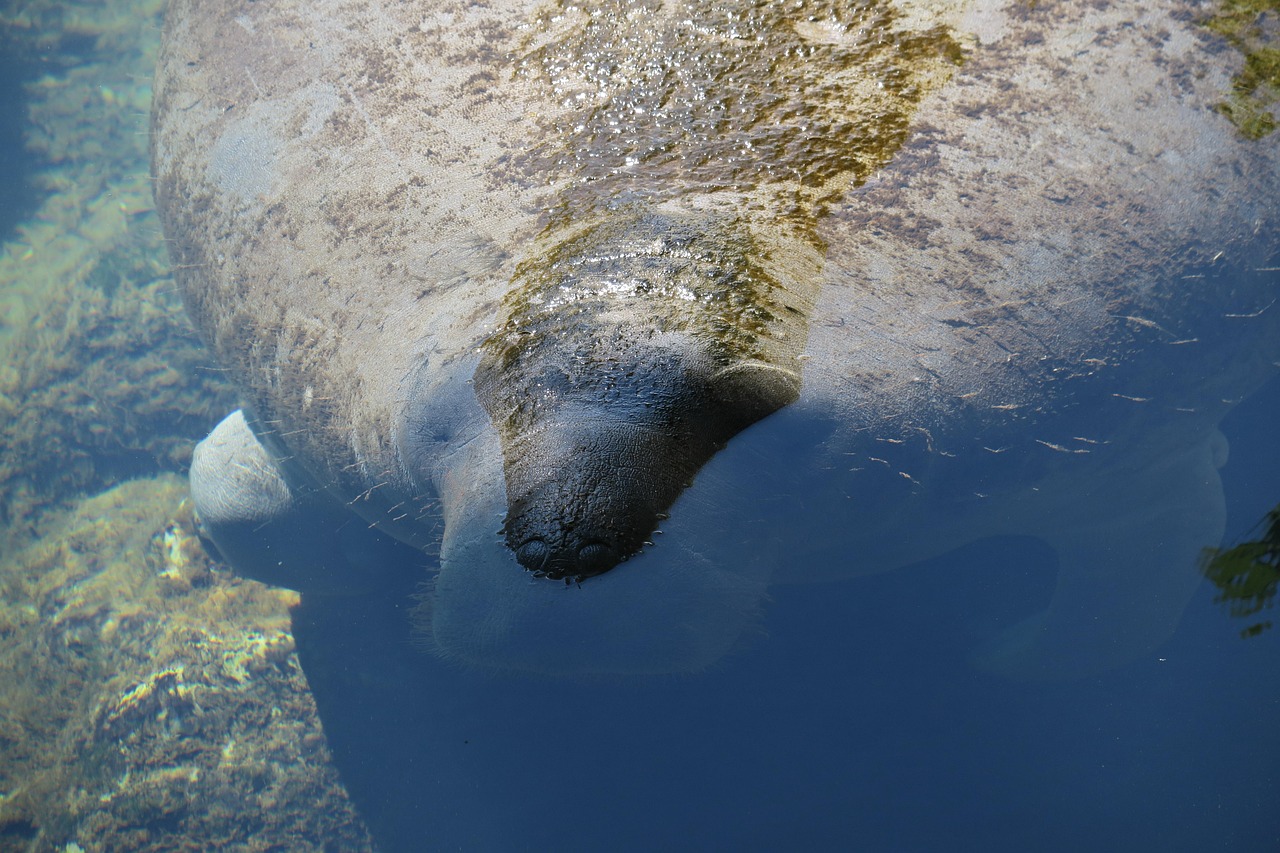 Wildlife & nature
