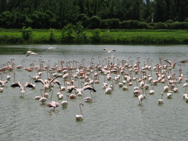 Flamingos & Hialeah Park