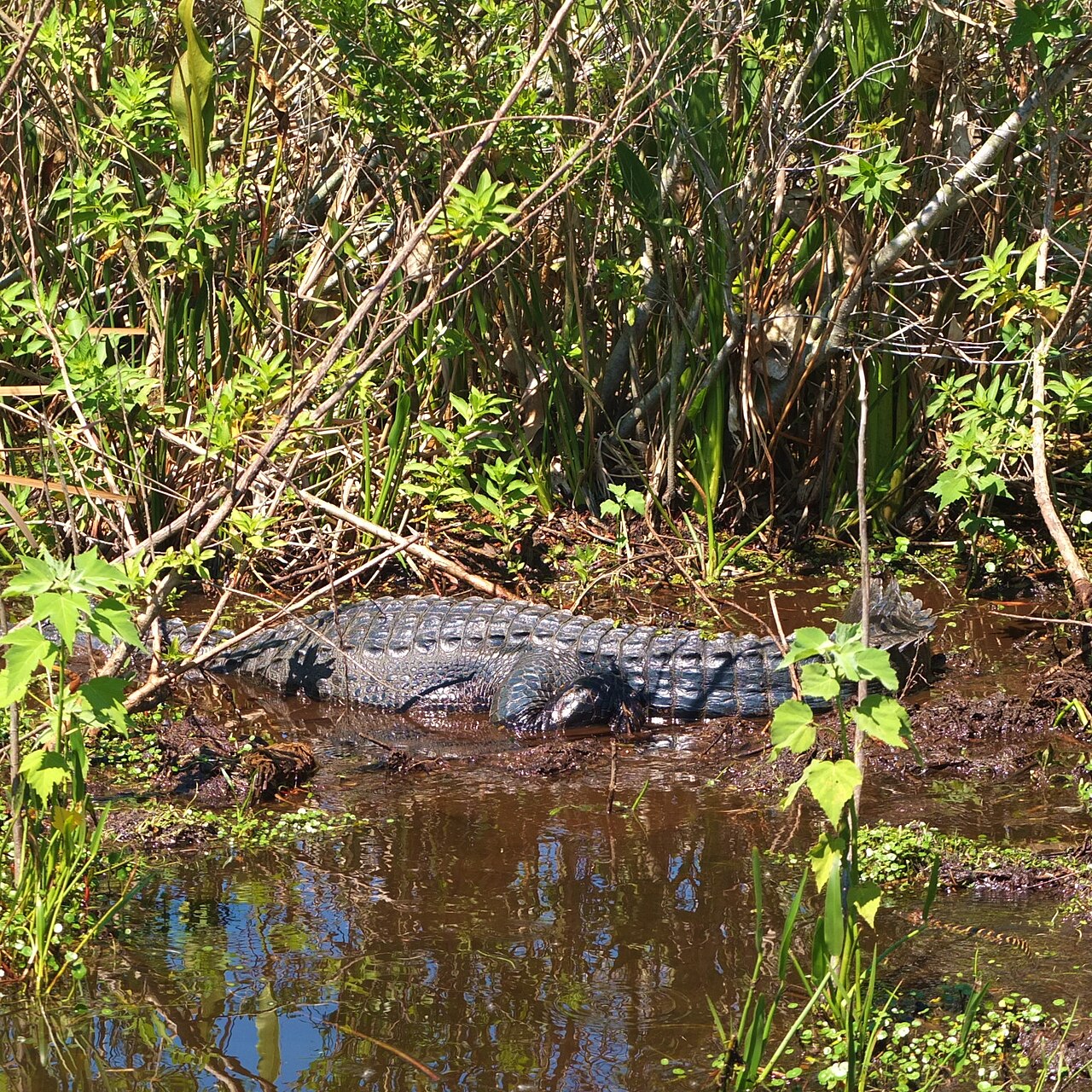 Nature & the Everglades