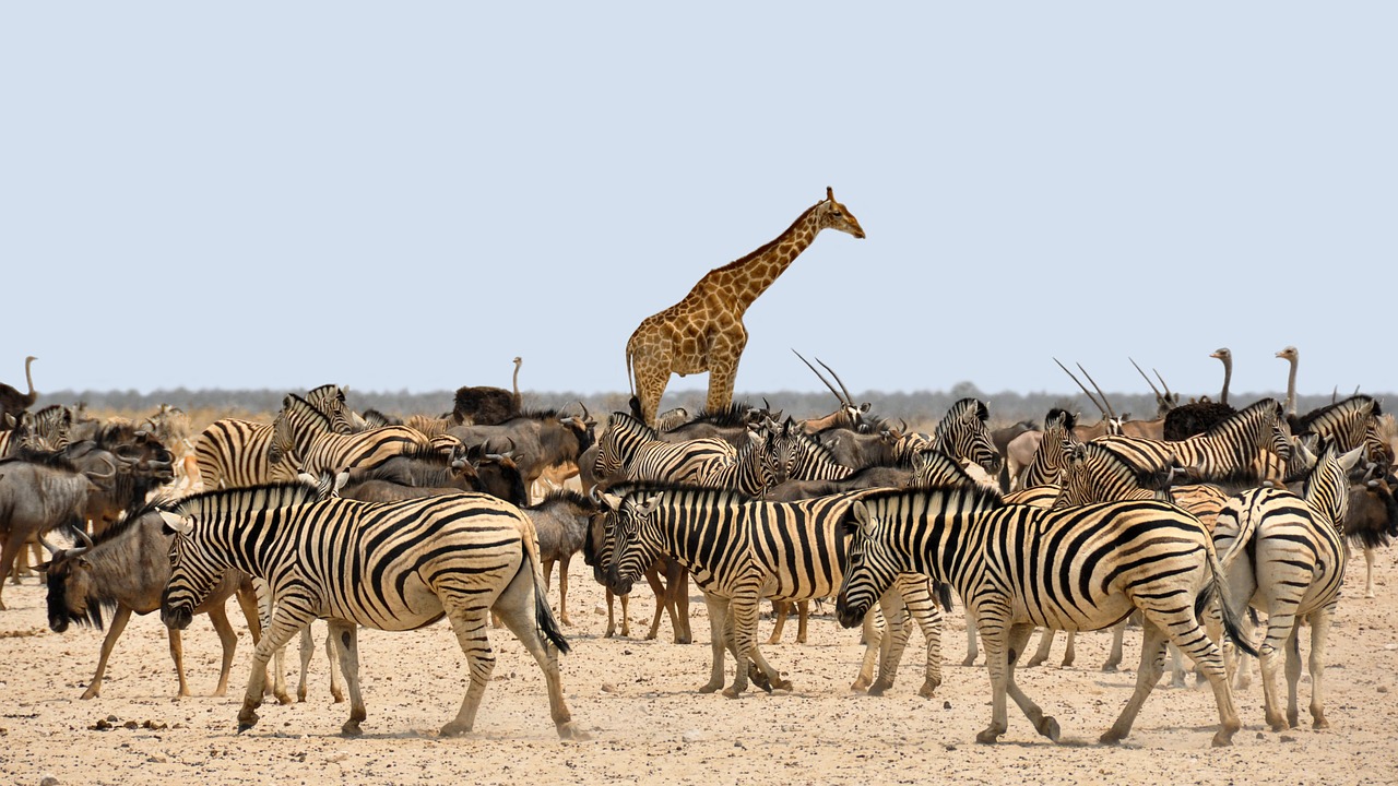African Safari and Serengeti Plain