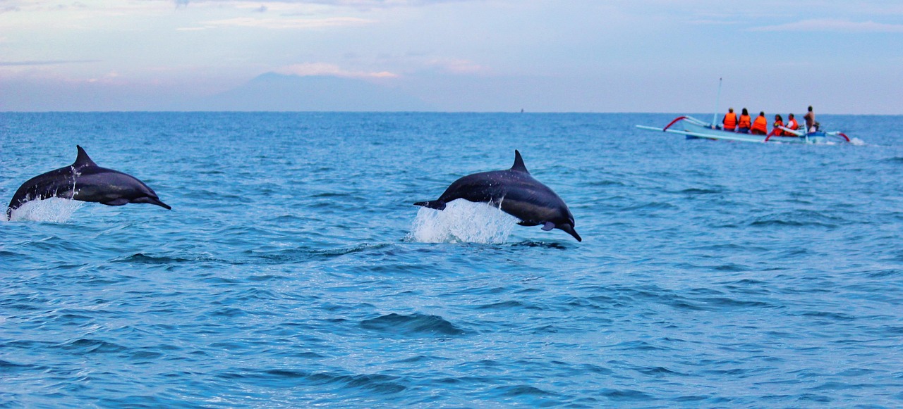 Dolphins and Sea Life