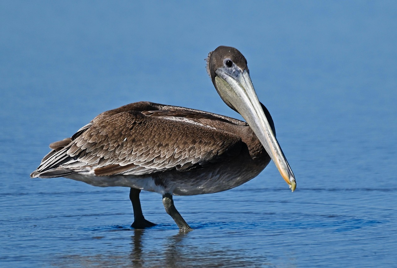 Fishing and Birds