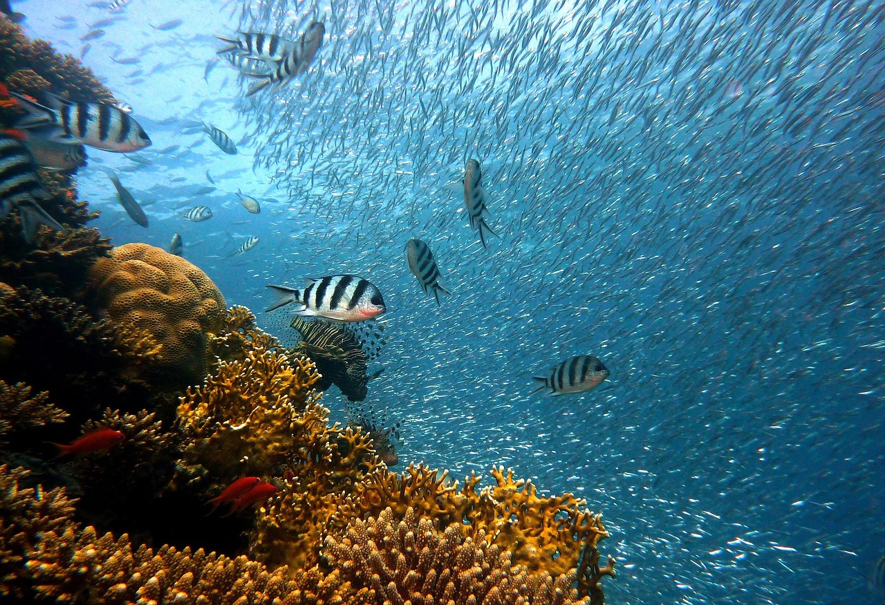 Snorkeling and Coral Reefs