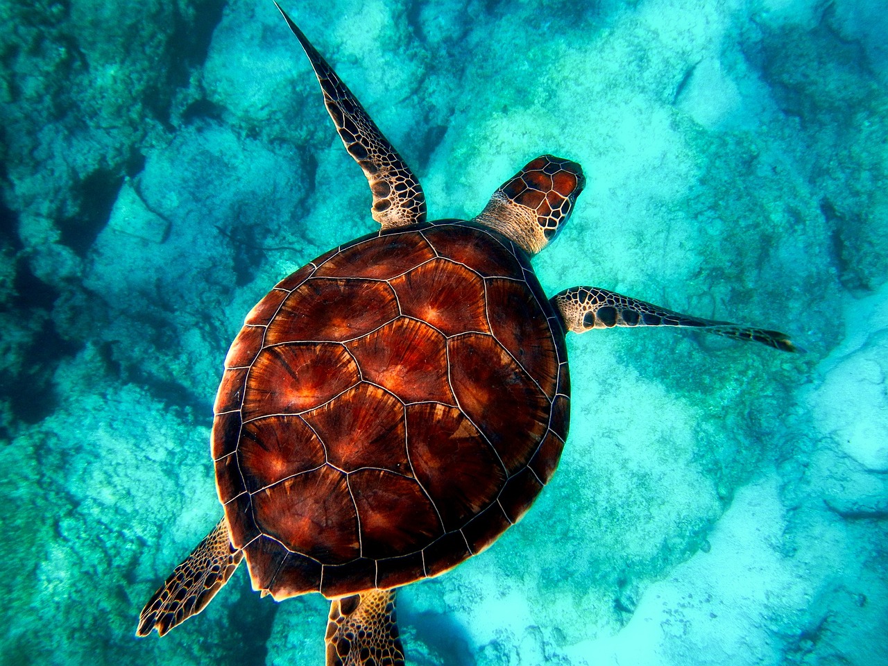 Sea Turtles