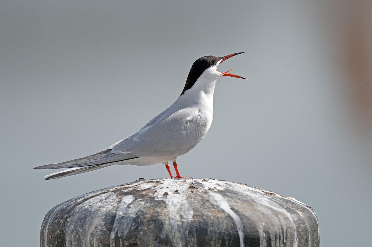Seabirds