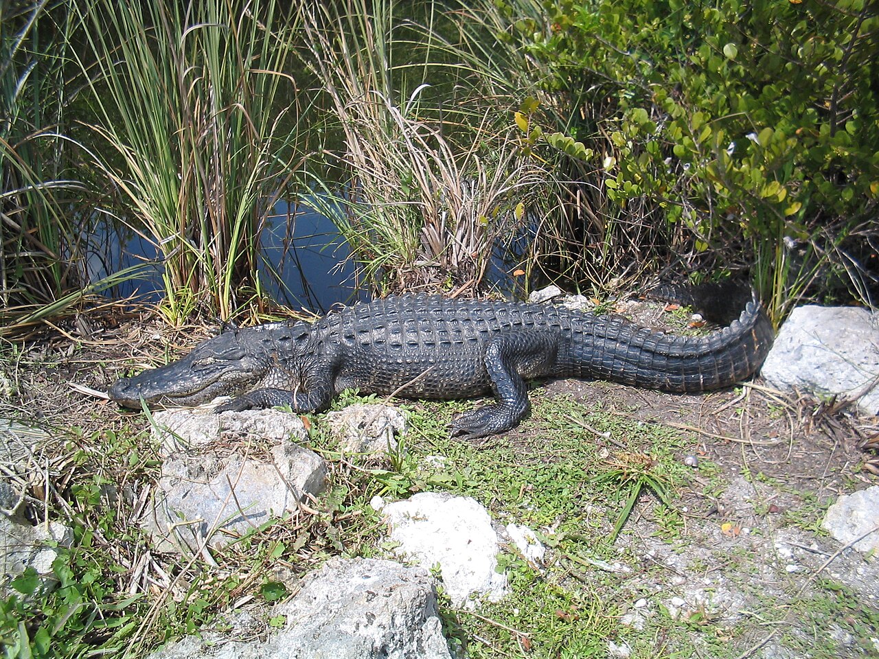 Alligators and Crocodiles